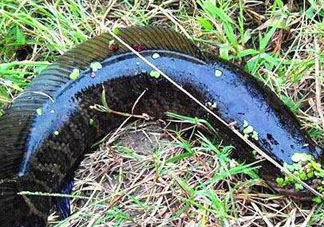 九月份可以釣黑魚(yú)嗎？9月份可以釣黑魚(yú)嗎？