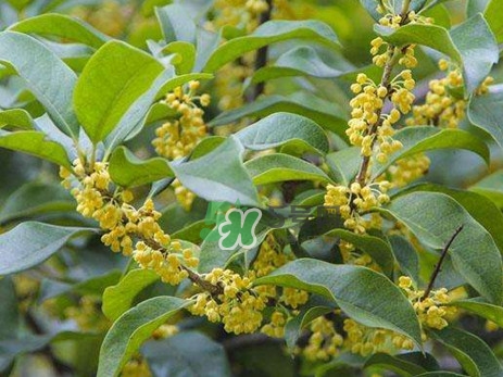 桂花樹(shù)種在院子哪里好？桂花樹(shù)種在家門(mén)口好嗎