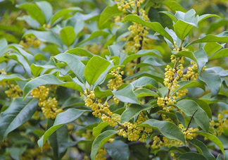桂花樹(shù)種在院子哪里好？桂花樹(shù)種在家門(mén)口好嗎
