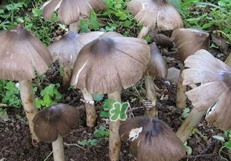 雞樅菌什么人不能吃？雞樅菌哪些人能吃