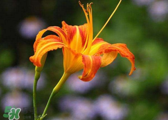 黃花菜怎么采摘？黃花菜怎么清洗
