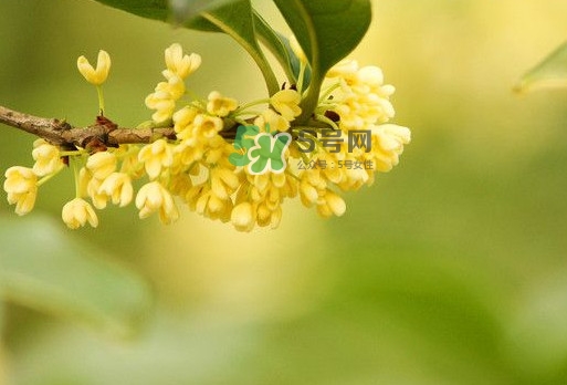 家里為什么不能種桂花？桂花為什么不能栽在家里