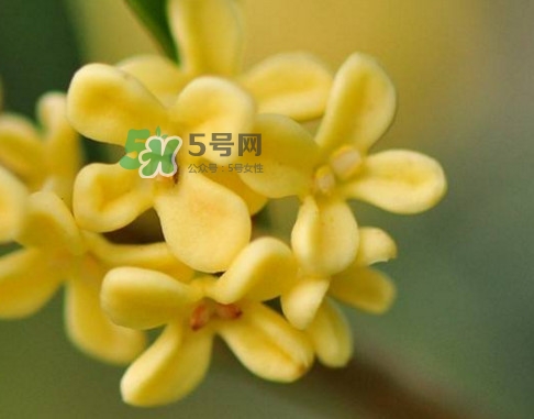 家里為什么不能種桂花？桂花為什么不能栽在家里