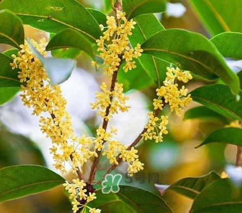 桂花樹(shù)種在院子哪里好？桂花樹(shù)種在家門(mén)口好嗎