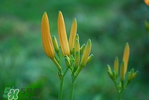 黃花菜什么時候種植？黃花菜什么時候采摘好