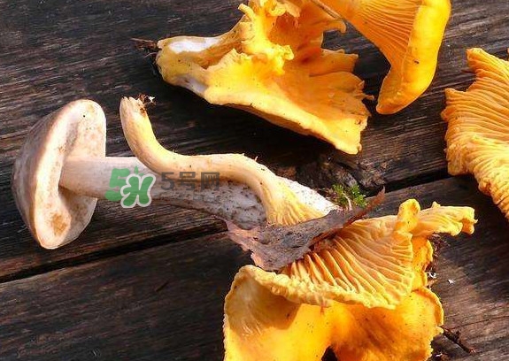 雞油菌是寒性的嗎？雞油菌是發(fā)物嗎