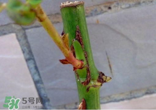 九月份能嫁接樹(shù)嗎？九月份怎么嫁接樹(shù)？