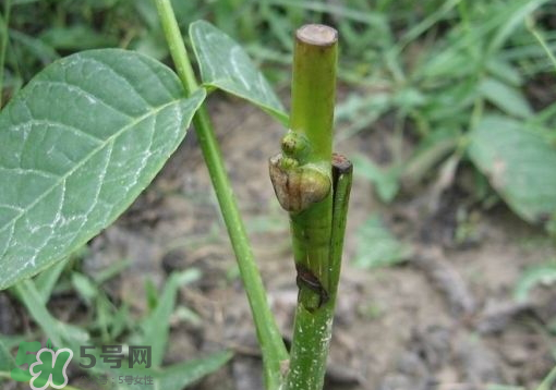 九月份能嫁接樹(shù)嗎？九月份怎么嫁接樹(shù)？