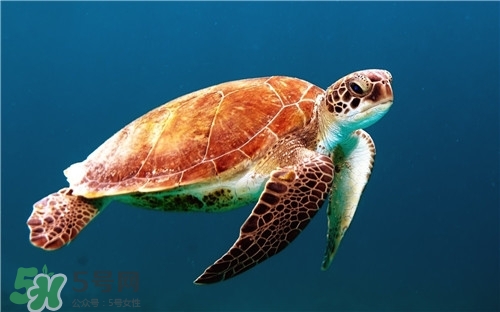 甲魚湯是涼性的嗎？甲魚湯的禁忌人群