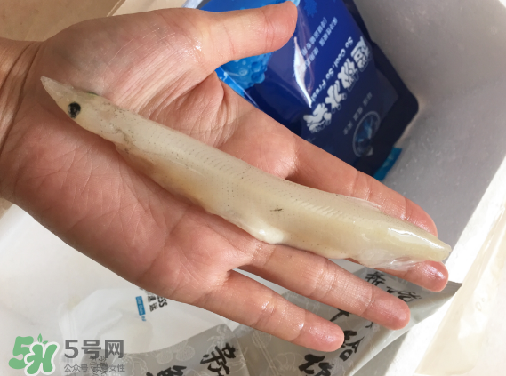 大銀魚多少錢一斤？大銀魚怎么洗？
