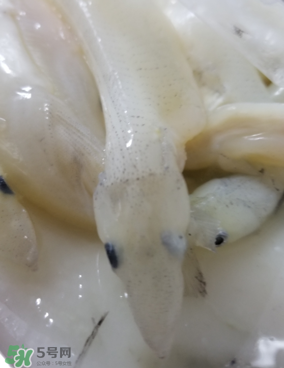 銀魚怎么保存？銀魚可以放在冰箱冷凍保存嗎？