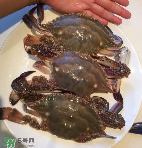 梭子蟹是海里的嗎？梭子蟹是螃蟹嗎？