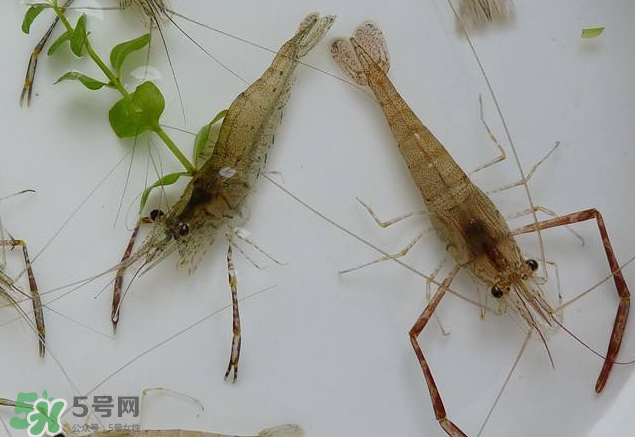 河蝦是發(fā)物嗎？河蝦是不是發(fā)物？