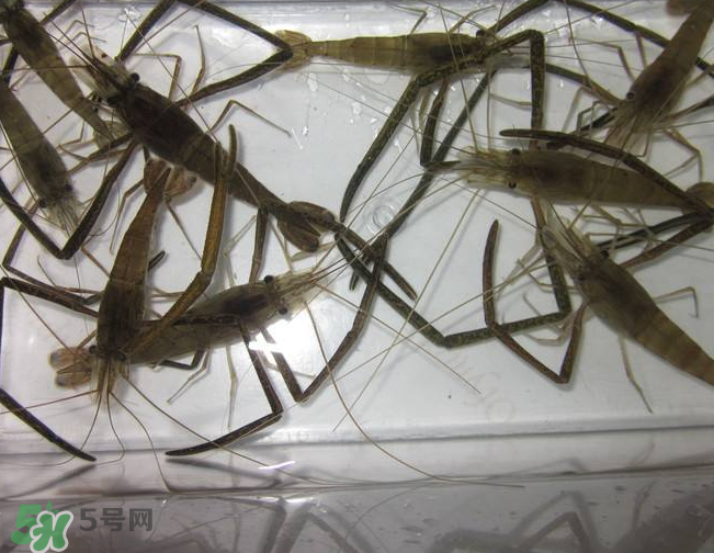 河蝦是發(fā)物嗎？河蝦是不是發(fā)物？