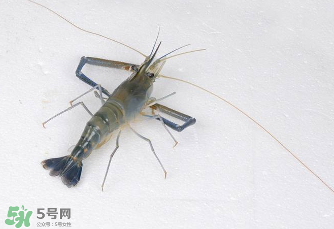 河蝦是酸性還是堿性？河蝦是涼性還是熱性？