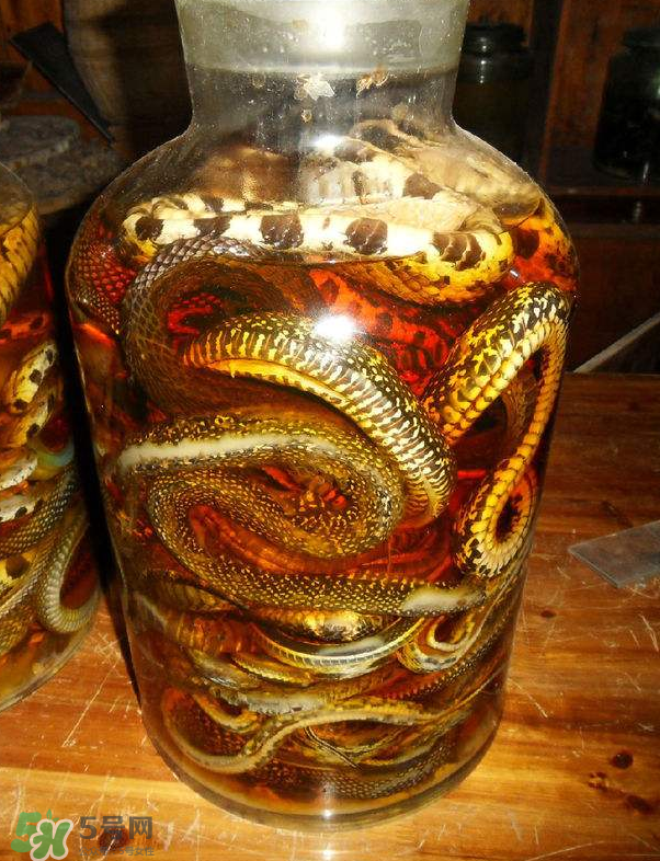 毒蛇泡酒多久才能喝？毒蛇泡酒多久才會(huì)死？