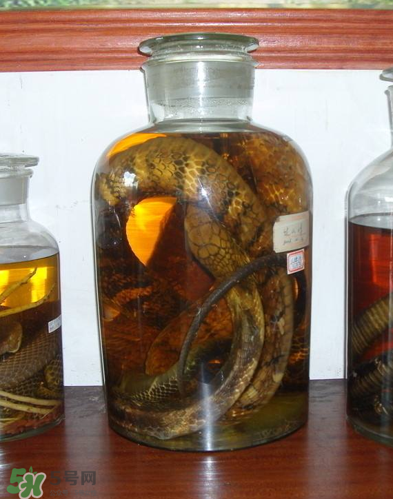 毒蛇泡酒多久才能喝？毒蛇泡酒多久才會(huì)死？