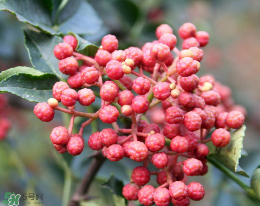 花椒泡腳能治白發(fā)嗎？花椒泡腳白發(fā)能轉(zhuǎn)黑嗎？