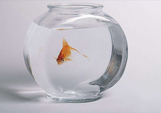 凈化水可以養(yǎng)魚(yú)嗎？?jī)艋梢詻_奶粉嗎