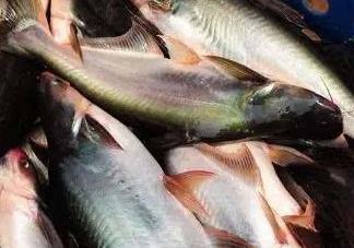 巴沙魚是什么魚？巴沙魚吃什么東西？