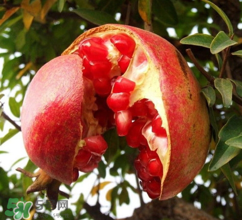 突尼斯石榴哪里產(chǎn)？突尼斯軟籽石榴產(chǎn)地