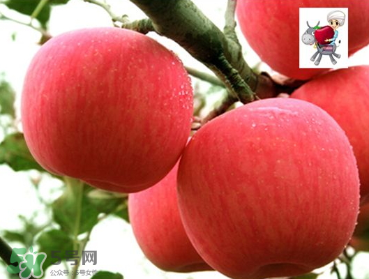 阿克蘇蘋果什么時(shí)候上市？阿克蘇蘋果幾月上市？