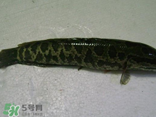 黑魚怎么殺不滑？黑魚為什么又被叫做財魚