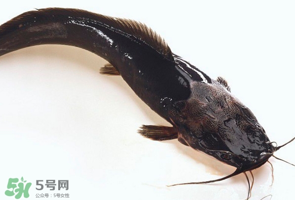 黑魚(yú)厲害還是鯰魚(yú)厲害？黑魚(yú)是世界上最臟的魚(yú)