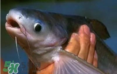 巴沙魚為什么不能吃？巴沙魚多少錢一斤
