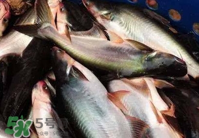巴沙魚是淡水魚還是海魚？巴沙魚為什么沒有刺
