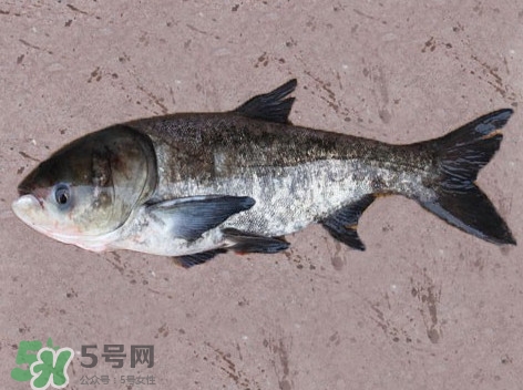 花鰱魚是海鮮嗎？花鰱魚是淡水魚嗎