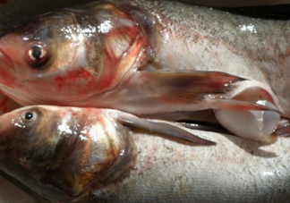 花鰱魚是海鮮嗎？花鰱魚是淡水魚嗎