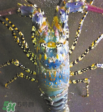 中華錦繡龍蝦可以養(yǎng)殖嗎？中華錦繡龍蝦有毒嗎