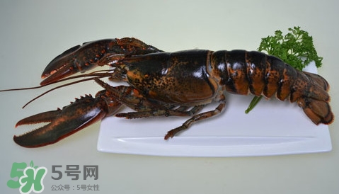 波士頓龍蝦頭能吃嗎？波士頓龍蝦哪里不能吃