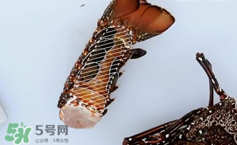 波士頓龍蝦產(chǎn)自波士頓嗎？波士頓龍蝦是哪里的