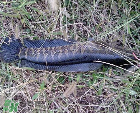 黑魚(yú)和草魚(yú)哪個(gè)好吃？黑魚(yú)不適合什么人吃