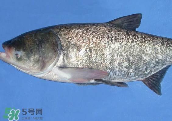 花鰱魚是海鮮嗎？花鰱魚是淡水魚嗎