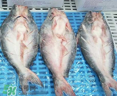 巴沙魚是什么魚？巴沙魚吃什么東西？