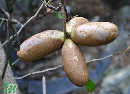八月瓜怎么吃？八月瓜好吃嗎