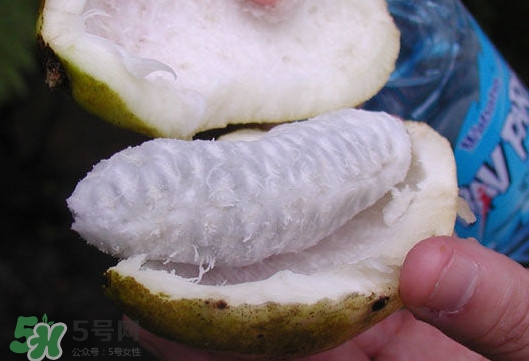 八月炸是什么水果？八月炸果多少錢一斤2017