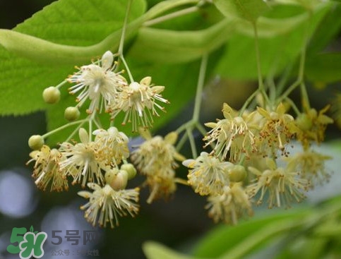 椴樹蜜有什么氣味？椴樹蜜結(jié)晶看到糖怎么回事