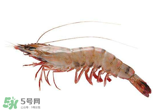 明蝦是海蝦還是河蝦？明蝦是什么蝦？