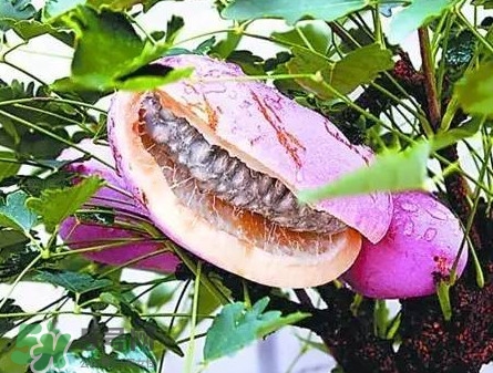 八月瓜適合哪里種植？八月瓜的種植技術(shù)