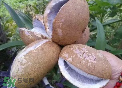 八月瓜什么時候成熟？八月瓜什么時候種植