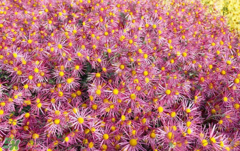 秋天開(kāi)花嗎？秋天的花有哪些？