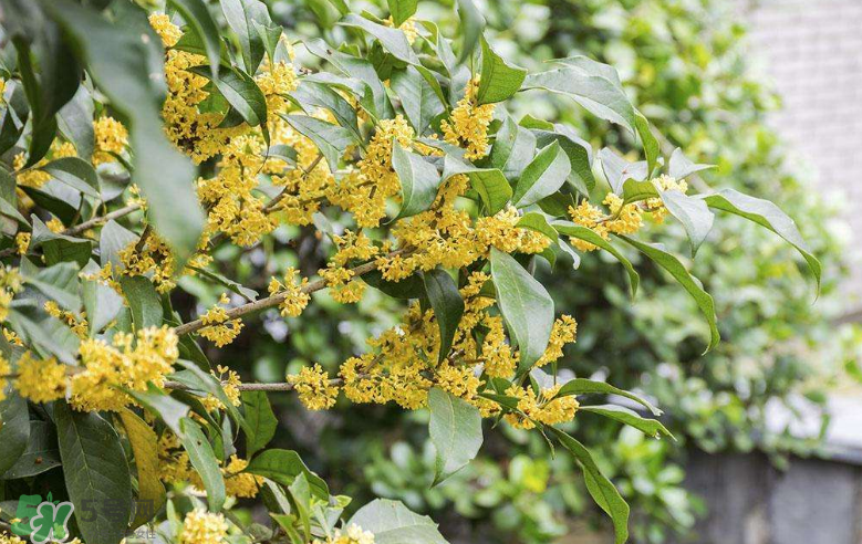 秋天開(kāi)花嗎？秋天的花有哪些？