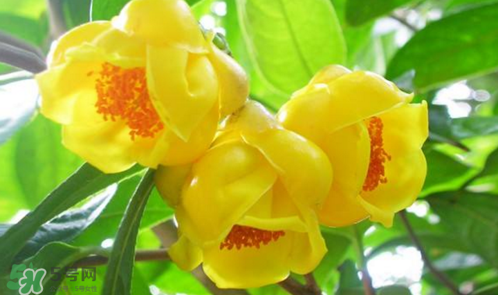 秋天開(kāi)花嗎？秋天的花有哪些？