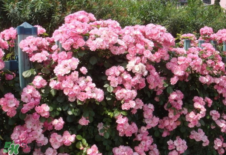秋天開(kāi)花嗎？秋天的花有哪些？