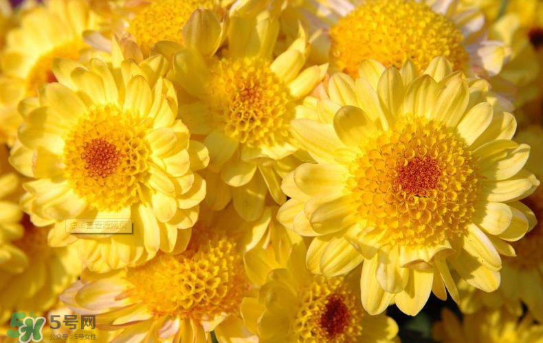 秋天開(kāi)花嗎？秋天的花有哪些？