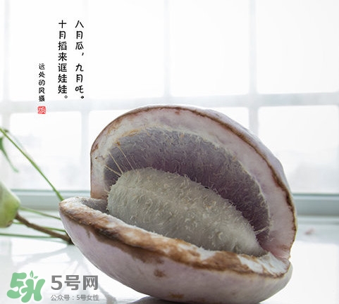 八月瓜可以泡酒嗎？八月瓜可以治乙肝嗎